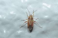 Harpocera orientalis