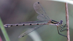 Lestes australis