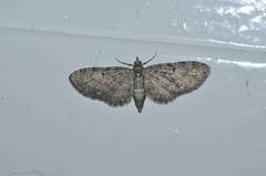 Eupithecia tripunctaria