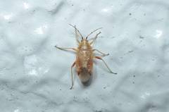 Harpocera orientalis