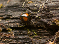 Stethotrypes raffrayi