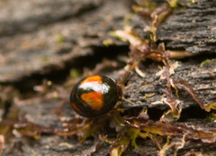 Stethotrypes raffrayi