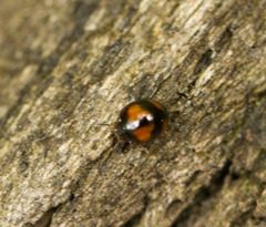 Stethotrypes raffrayi