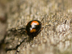 Stethotrypes raffrayi