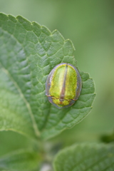Physonota nitidicollis