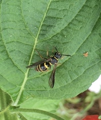 Argogorytes nigrifrons