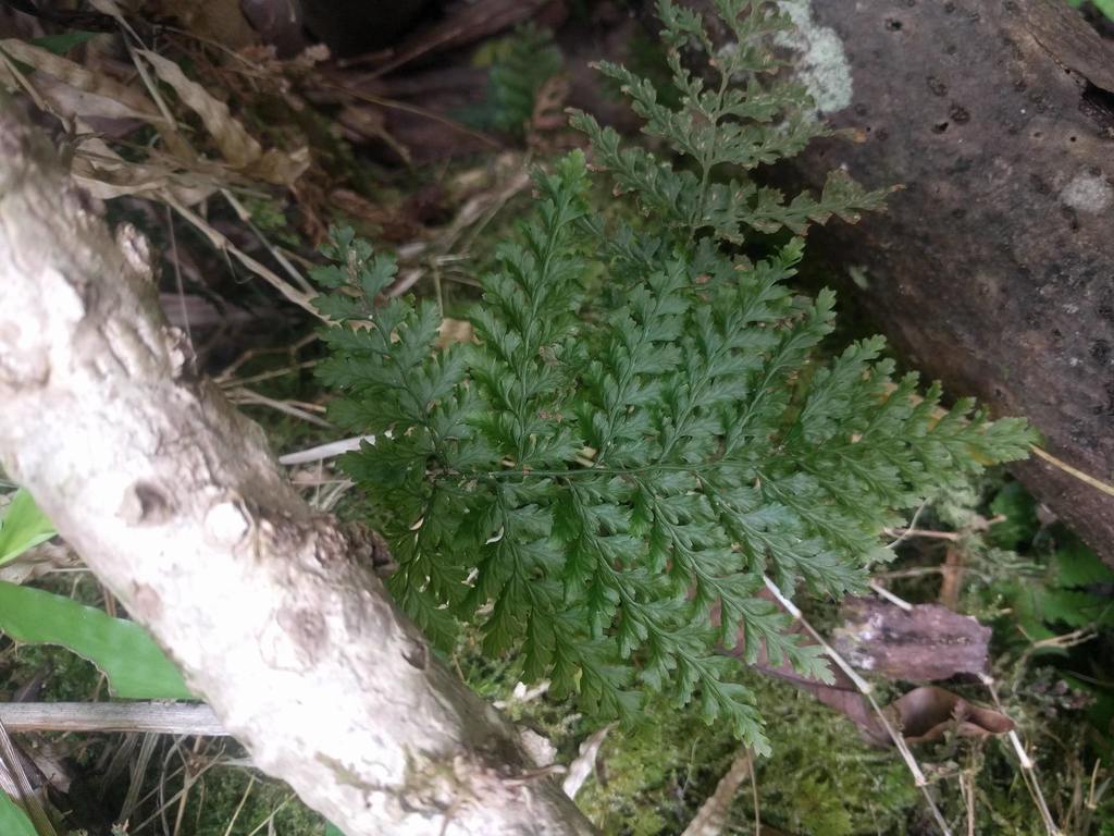 Vandenboschia cyrtotheca
