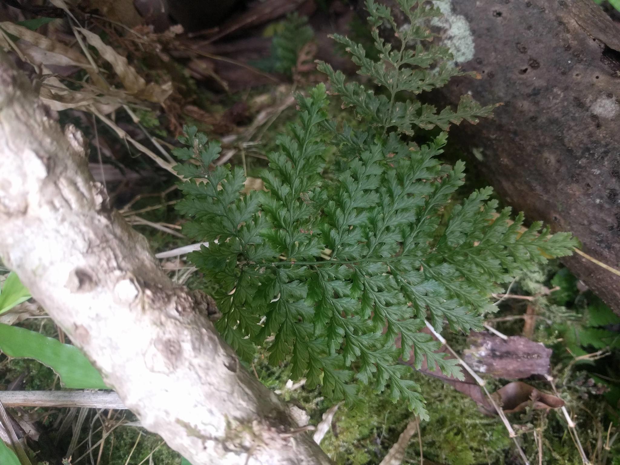 Vandenboschia cyrtotheca