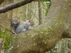 Sciurus carolinensis