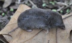 Blarina carolinensis