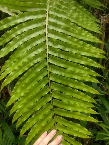 Menisciopsis cyatheoides