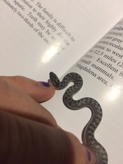 Hypsiglena ochrorhynchus