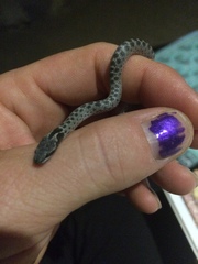 Hypsiglena ochrorhynchus