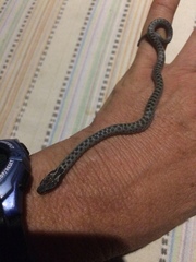 Hypsiglena ochrorhynchus