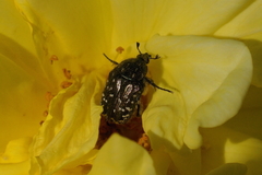 Oxythyrea funesta