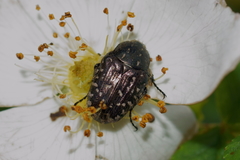 Oxythyrea funesta