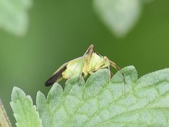 Closterotomus trivialis