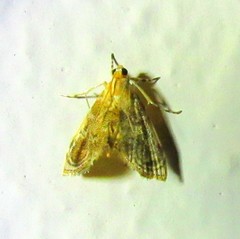 Glaphyriinae