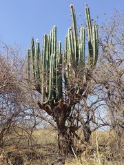 Pachycereus weberi