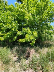 Platanus
