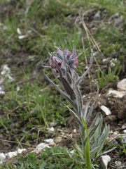 Cynoglossum magellense