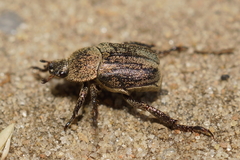 Hoplia graminicola