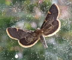 Hypsopygia costalis