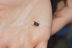 Hoplia graminicola