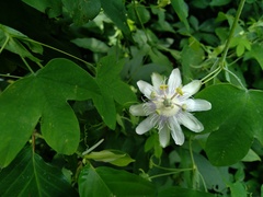 Passiflora tenuifila