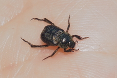 Hoplia graminicola
