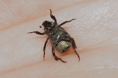 Hoplia graminicola