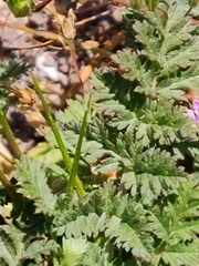 Erodium cicutarium