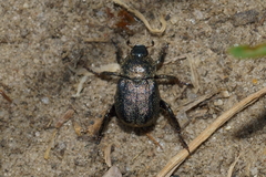 Hoplia graminicola