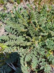 Erodium cicutarium