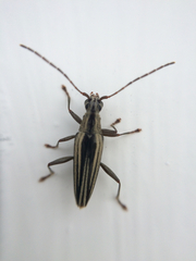 Navomorpha sulcata