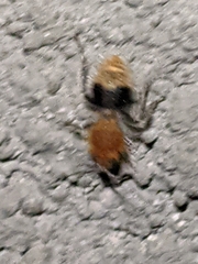 Sphaeropthalma marpesia