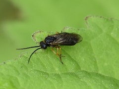 Cladius pectinicornis