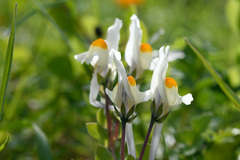 Linaria reflexa