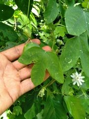 Passiflora tenuifila