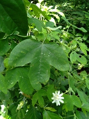 Passiflora tenuifila