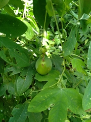 Passiflora tenuifila