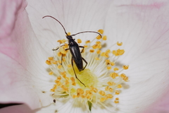 Stenurella nigra