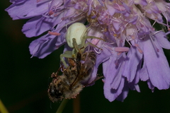 Misumena vatia
