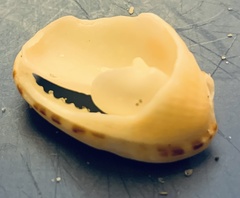 Cypraecassis testiculus image