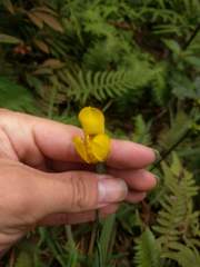 Trimezia martinicensis