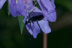 Stenurella nigra