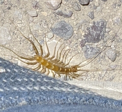 Scutigera linceci