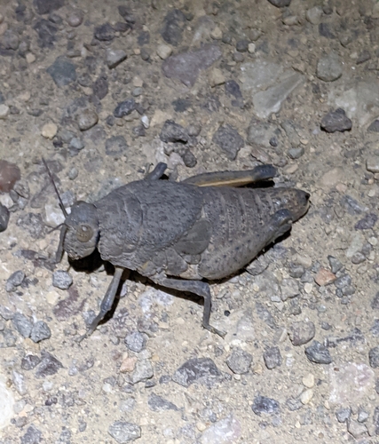 Robust Toad Lubber photo 4