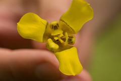 Trimezia martinicensis