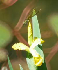 Calopteryx splendens
